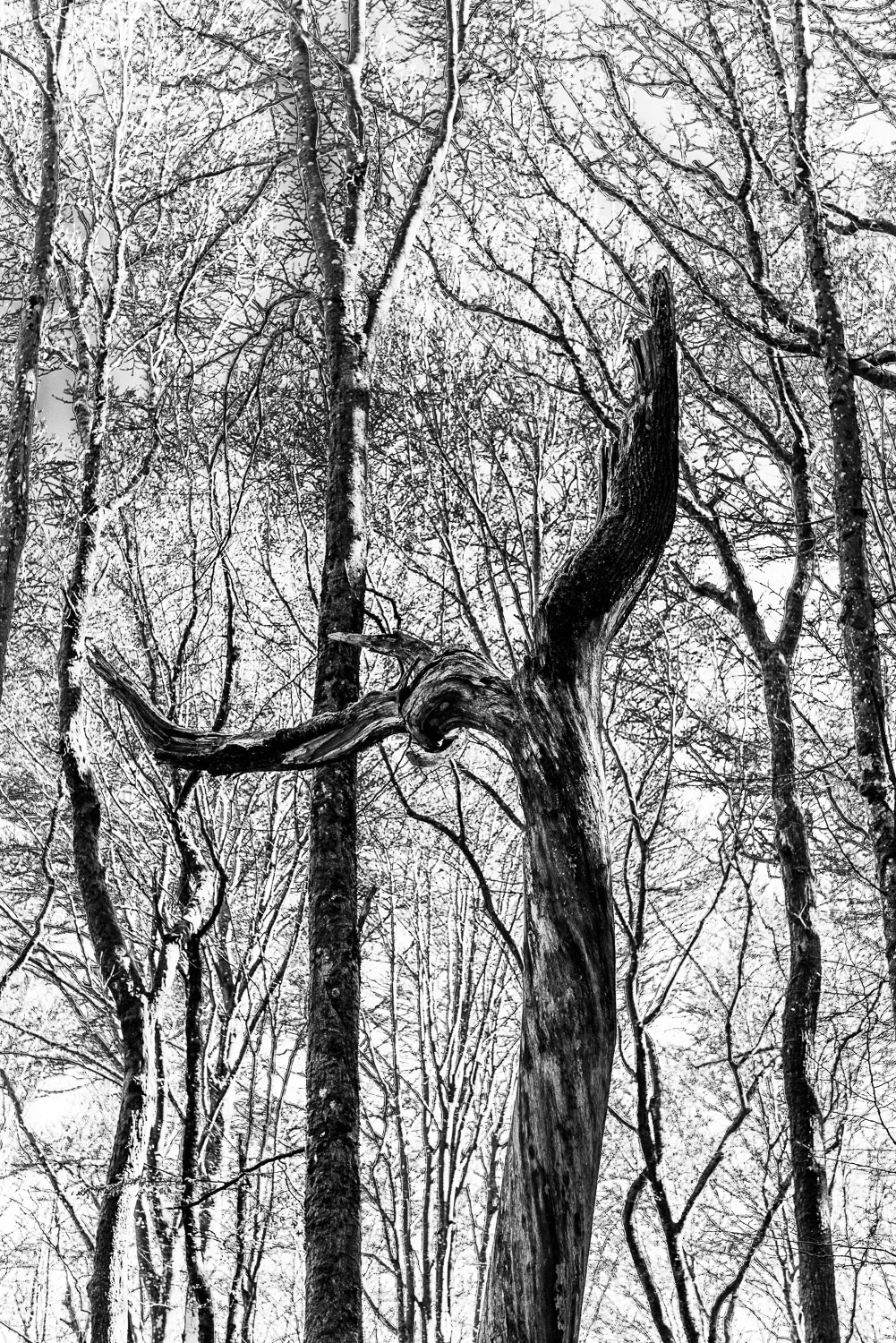 Waldgeist