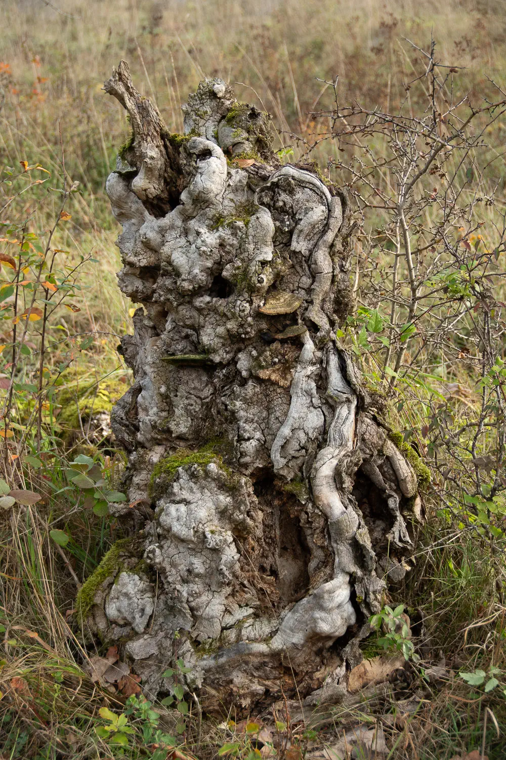 Baumstumpf
