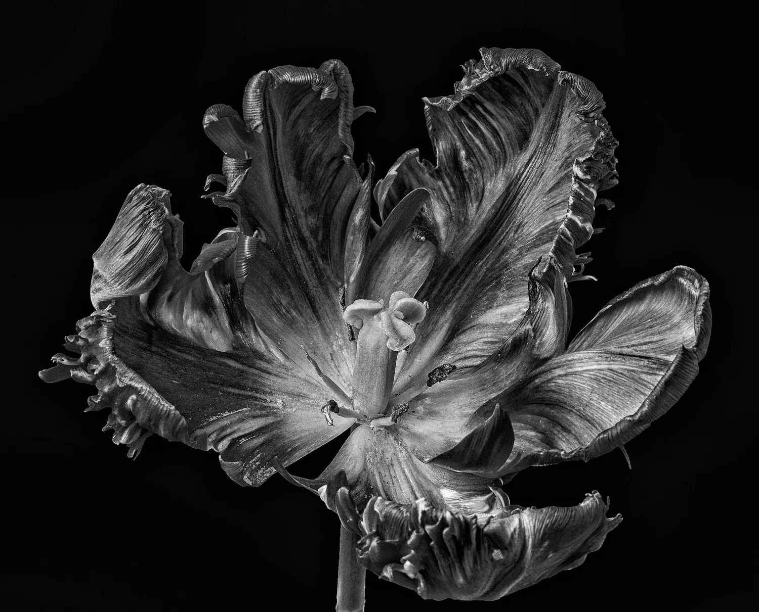 verblühte Tulpe
