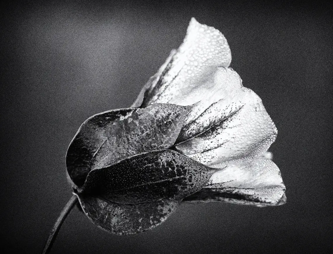 Monochrom