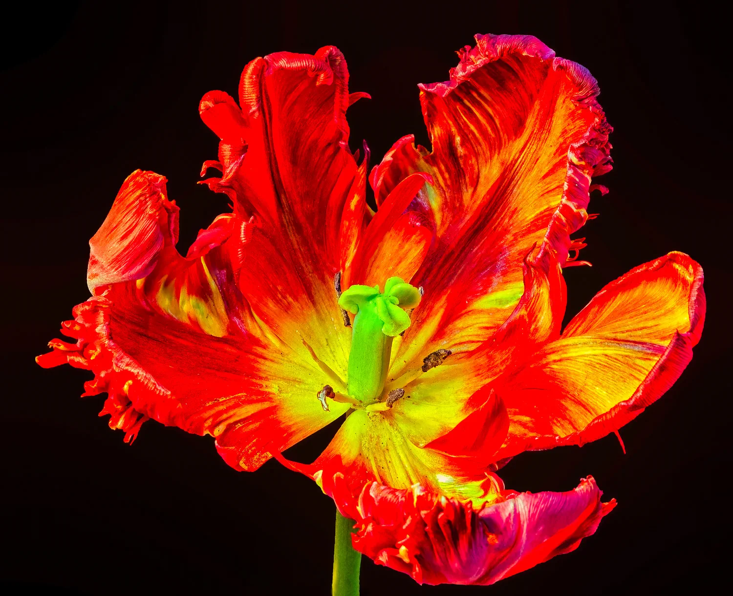 Tulpe