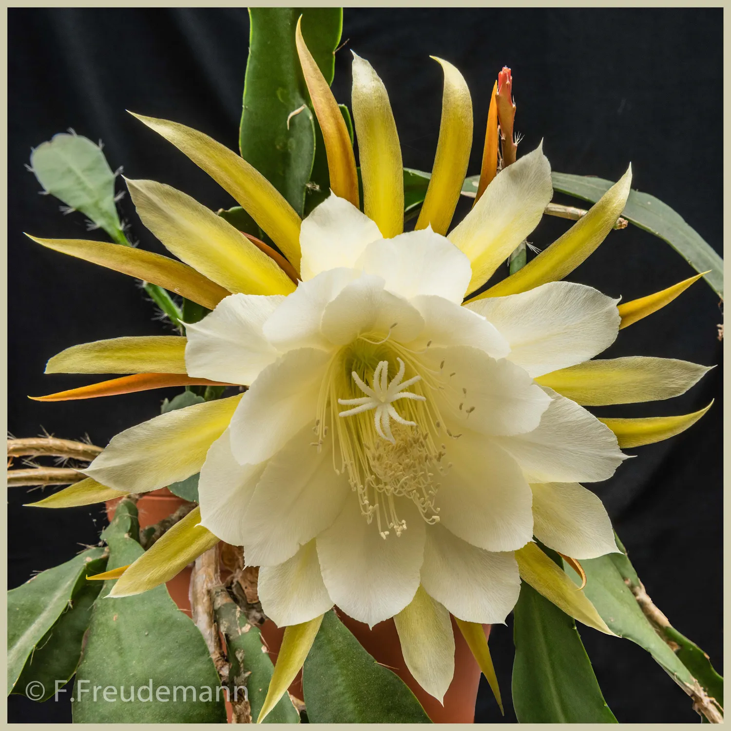 Kaktusblüte