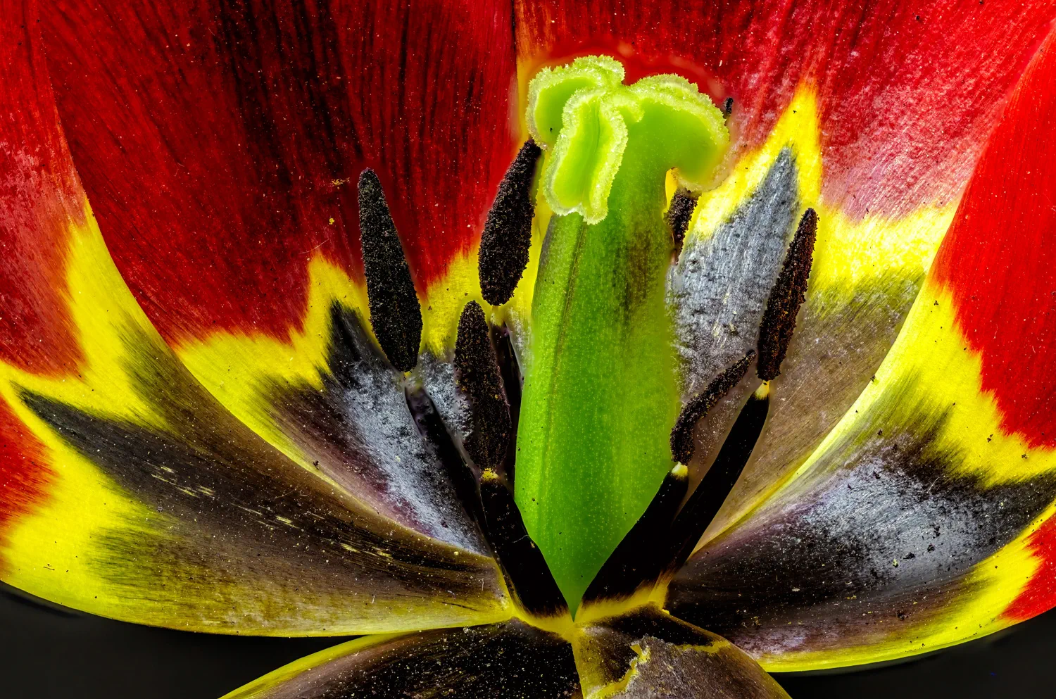 Tulpe