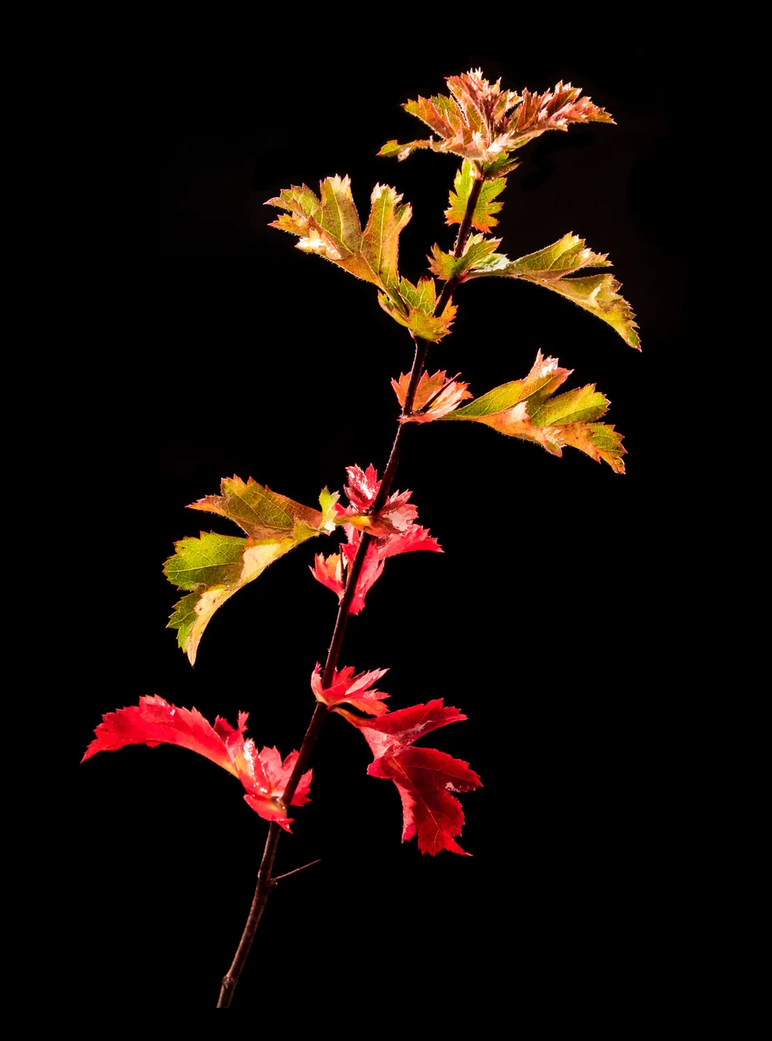 Herbstblätter